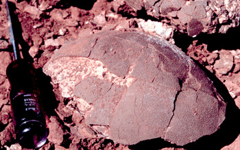 A titanosaur egg fossil next to a regular screwdriver